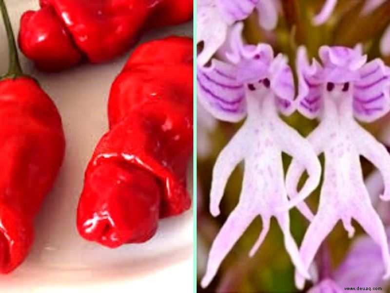 Von Peter’s Peppers bis Naked Man, hier sind die 6 x-bewerteten Blumen der Welt 