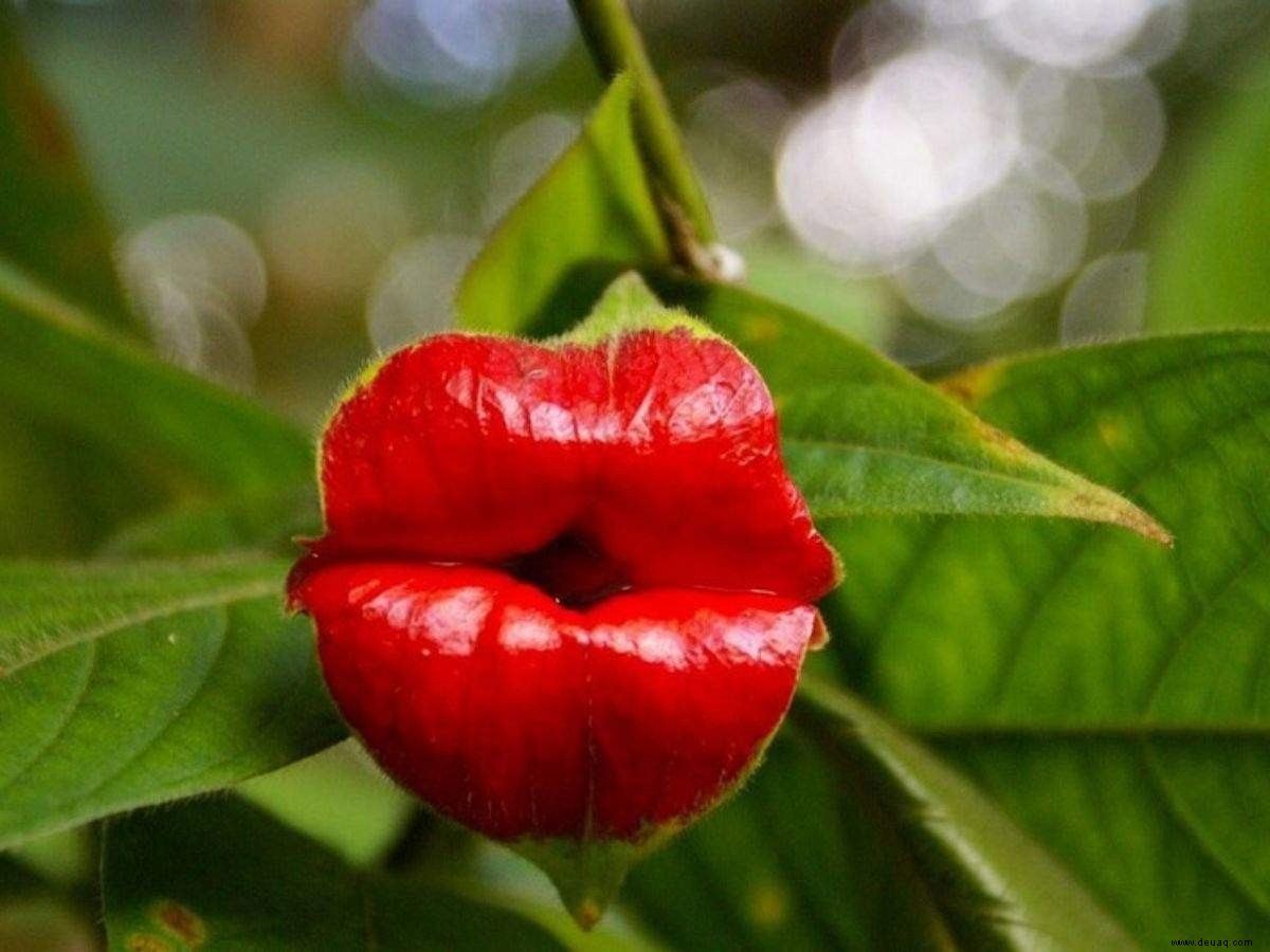 Von Peter’s Peppers bis Naked Man, hier sind die 6 x-bewerteten Blumen der Welt 