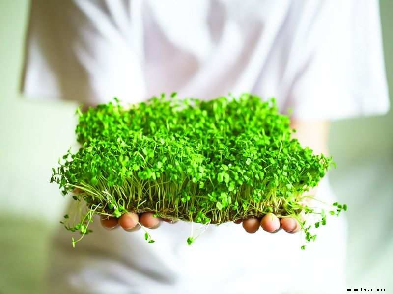 Microgreens liegen voll im Trend, also baue sie zu Hause an 