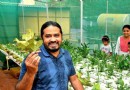 Stadtbauern erforschen die Kunst, Pflanzen ohne Erde und mit weniger Wasser anzubauen 
