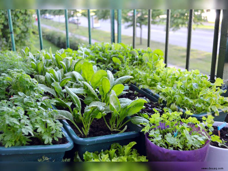 #LockdownHacks:Die ultimative Anleitung zum Anbau Ihrer Kräuter- und Gemüsebeete 