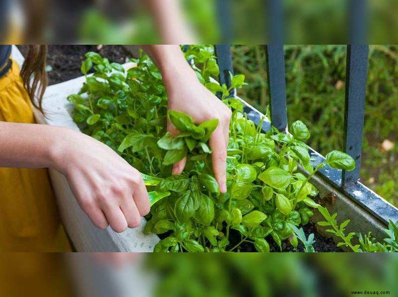 Ein Anfänger in der Gartenarbeit? Kräuter, die Sie ganz einfach in Ihrem Gemüsegarten anbauen können 