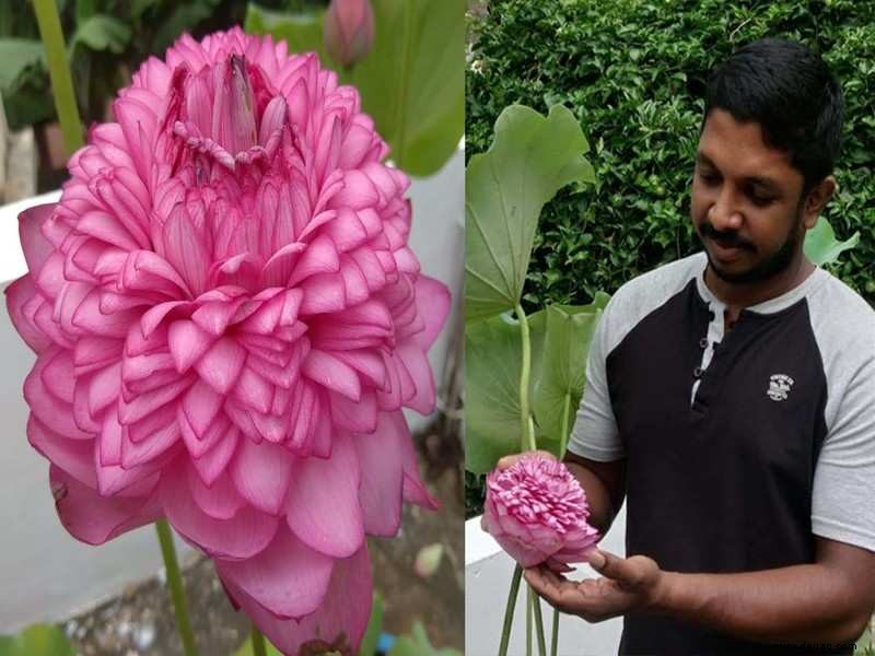 Grünes Leben:Eine seltene Lotusblüte mit 1000 Blütenblättern in Tripunithura, Kerala 