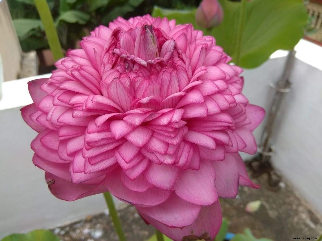 Grünes Leben:Eine seltene Lotusblüte mit 1000 Blütenblättern in Tripunithura, Kerala 
