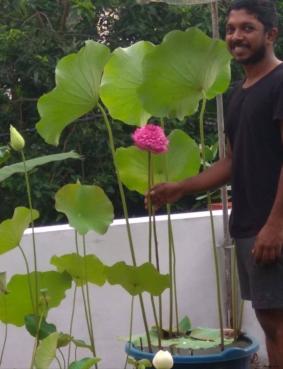 Grünes Leben:Eine seltene Lotusblüte mit 1000 Blütenblättern in Tripunithura, Kerala 