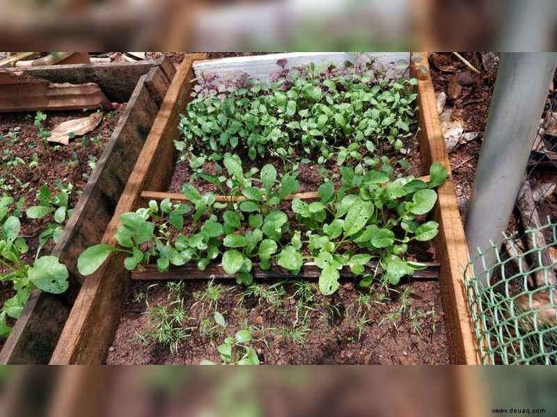 Goaner versuchen sich im Lockdown an der Hinterhof-Landwirtschaft 