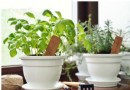 5 Indoor-Kräuterpflanzgefäße, die Ihrer Küche neues Leben einhauchen 