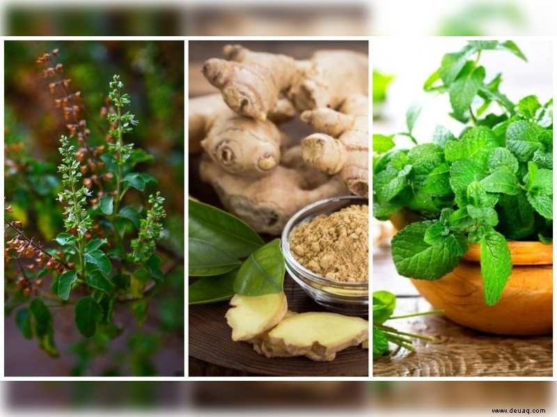 5 Must-Have-Pflanzen zur Stärkung der Immunität für Ihren Garten in diesem Monsun 