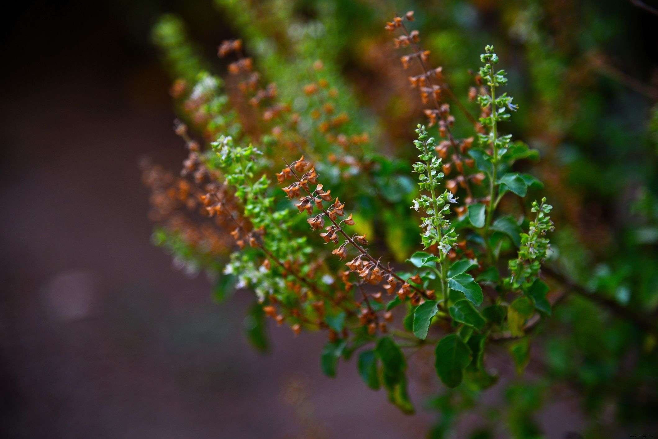 5 Must-Have-Pflanzen zur Stärkung der Immunität für Ihren Garten in diesem Monsun 