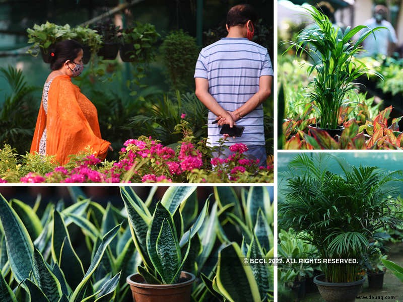 Während die Menschen inmitten der Pandemie mit der Gartenarbeit beginnen, steigt der Online-Verkauf von Pflanzen und Gartenbedarf 