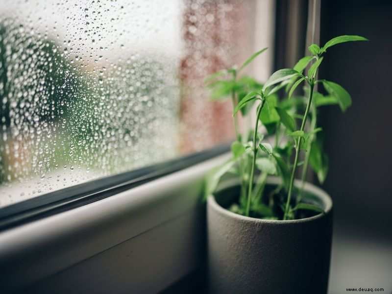 Ihre Topfpflanzen benötigen während der Monsunzeit möglicherweise zusätzliche Pflege 