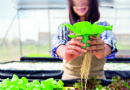 Wie Sie Ihre eigenen Salate auf hydroponische Weise anbauen 