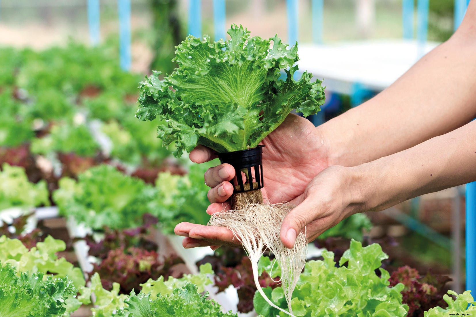 Wie Sie Ihre eigenen Salate auf hydroponische Weise anbauen 