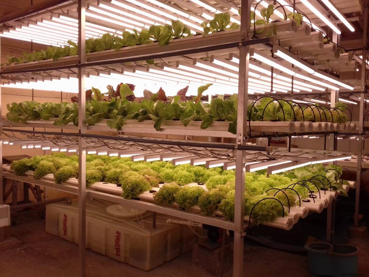 Wie Sie Ihre eigenen Salate auf hydroponische Weise anbauen 