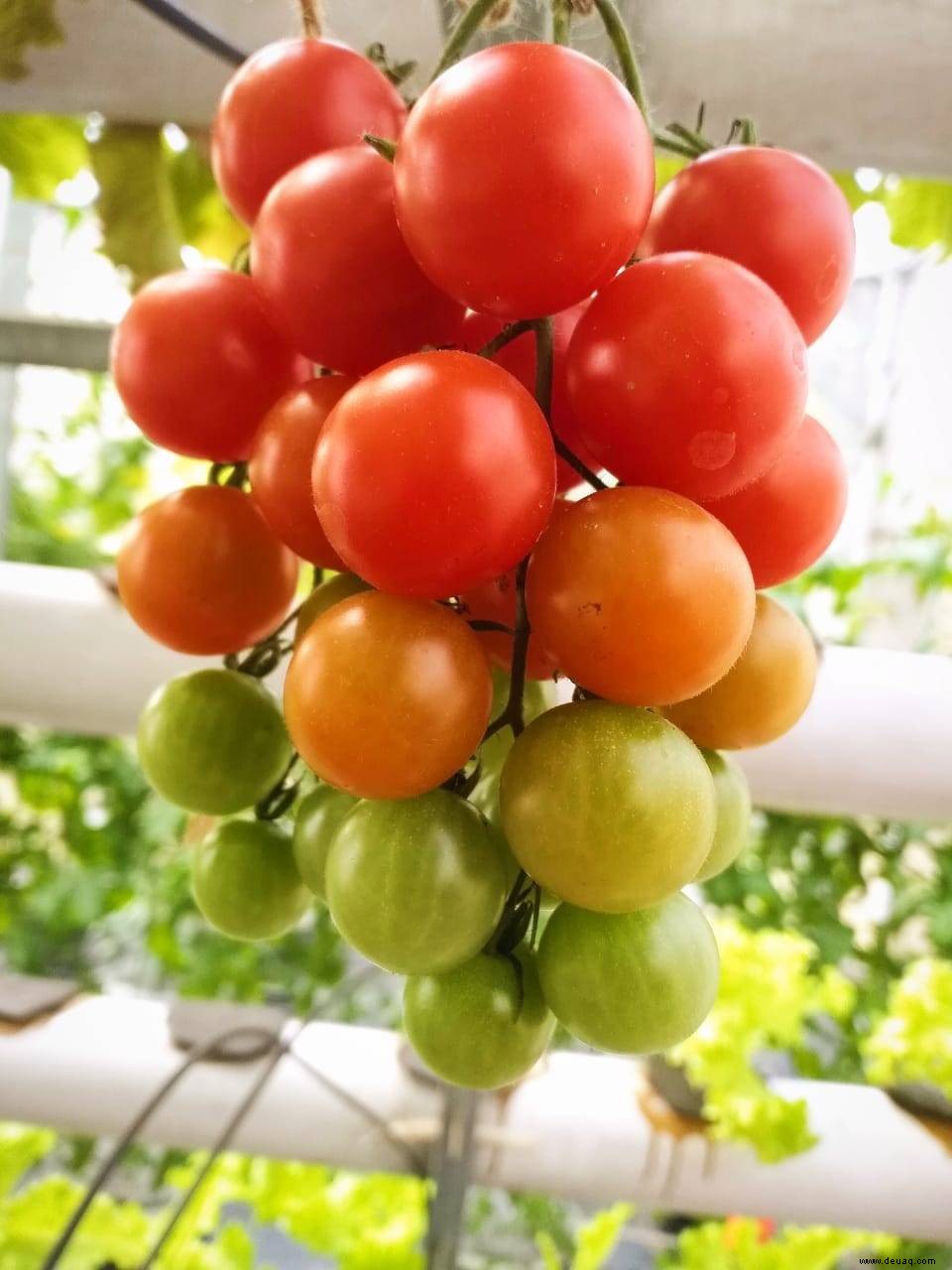 Wie Sie Ihre eigenen Salate auf hydroponische Weise anbauen 