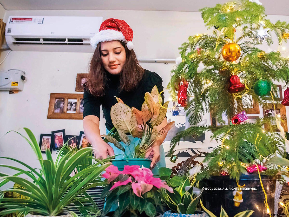 NCR-Bewohner kaufen Luftreinigungspflanzen zu Weihnachten 