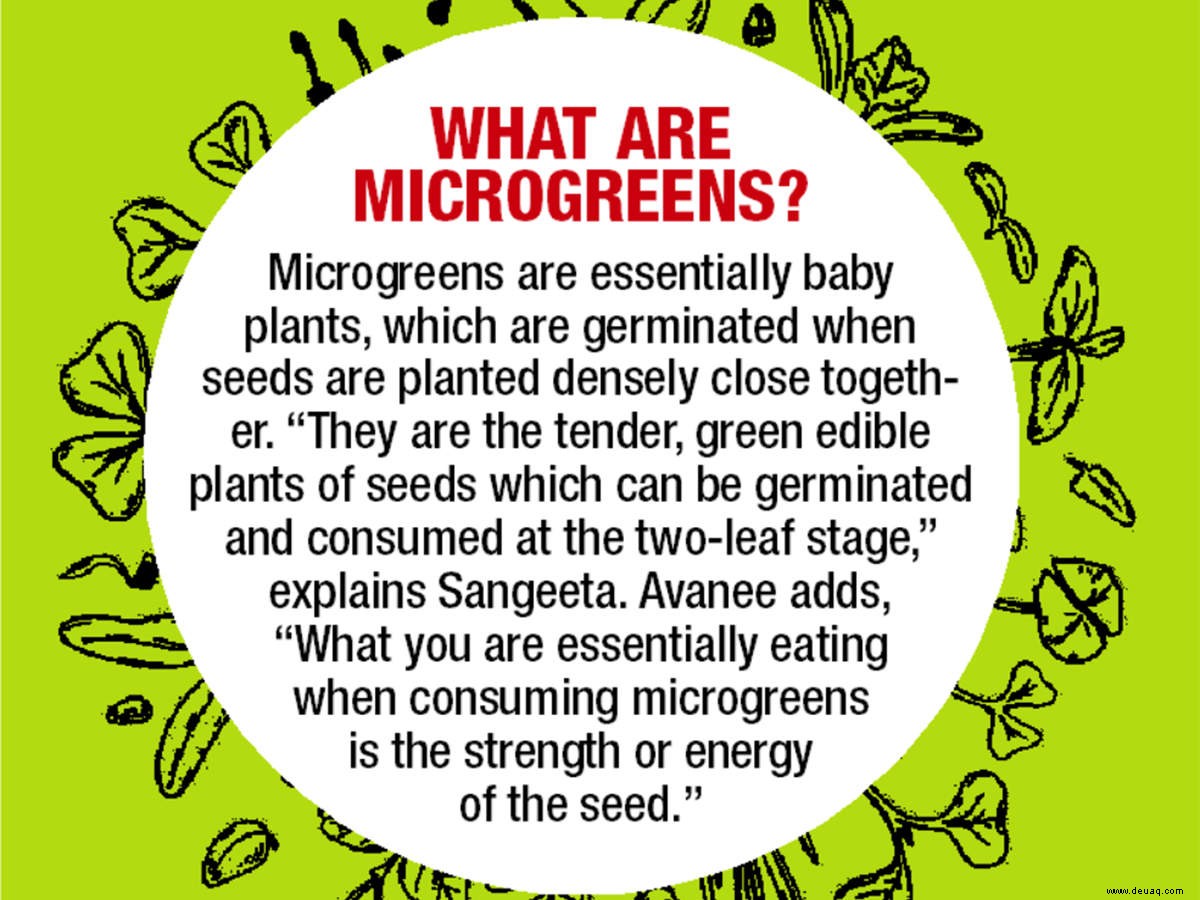 Küchengärtnern inmitten der Pandemie? Versuchen Sie sich im Anbau von Microgreens 