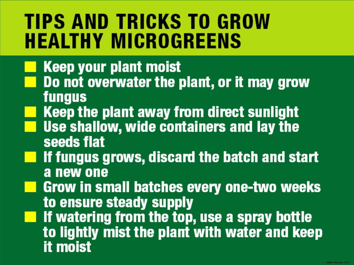 Küchengärtnern inmitten der Pandemie? Versuchen Sie sich im Anbau von Microgreens 