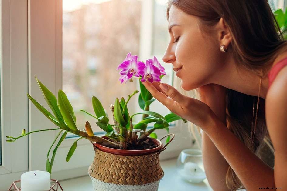 Diese festliche Jahreszeit, Geschenkpflanzen, die Gesundheit und Wohlstand anziehen 