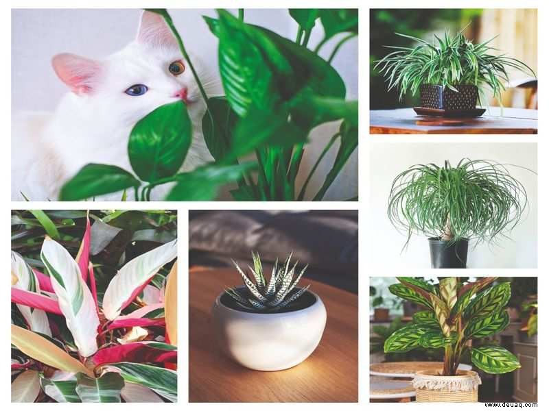 5 Zimmerpflanzen, die für Ihre Haustiere sicher sind 