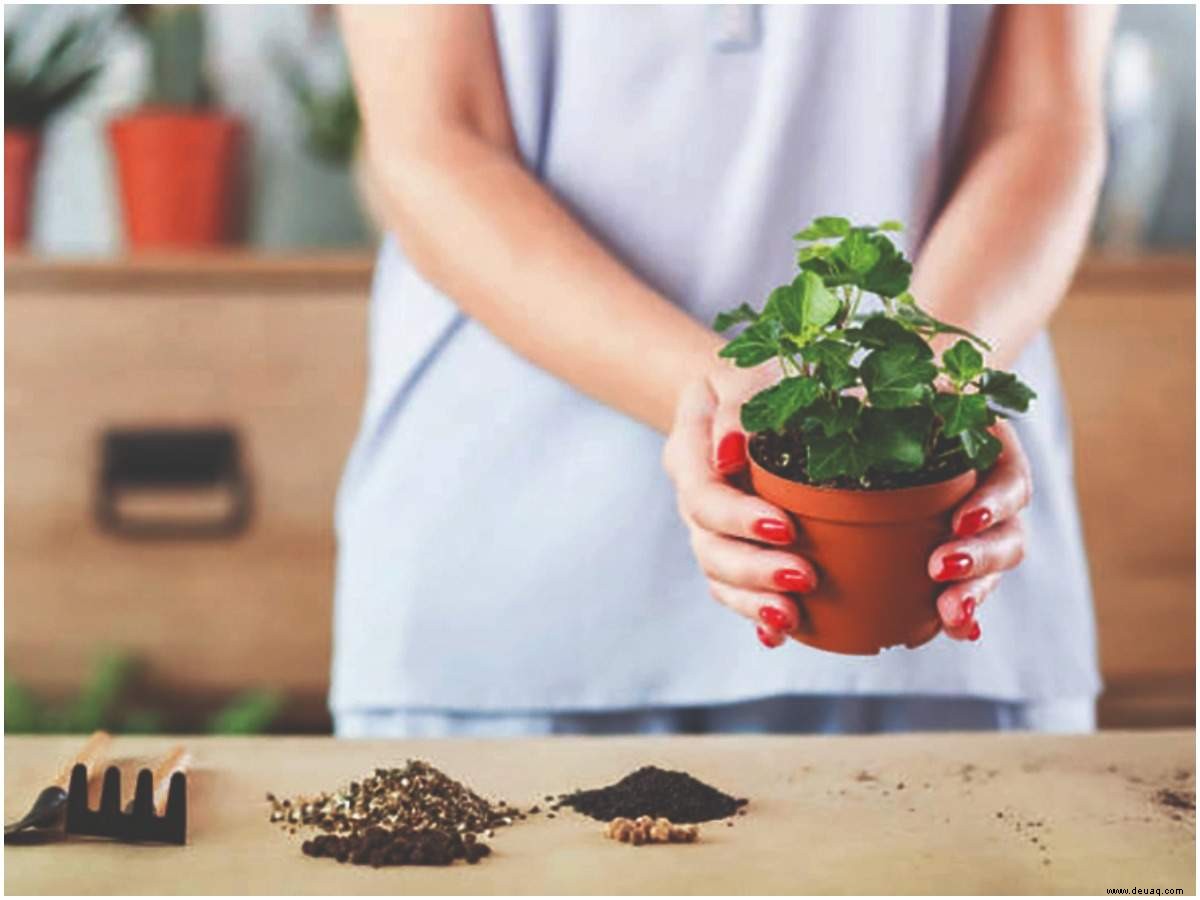 Mumbais Plantfluencer bauen Stress mit viel Grün ab 