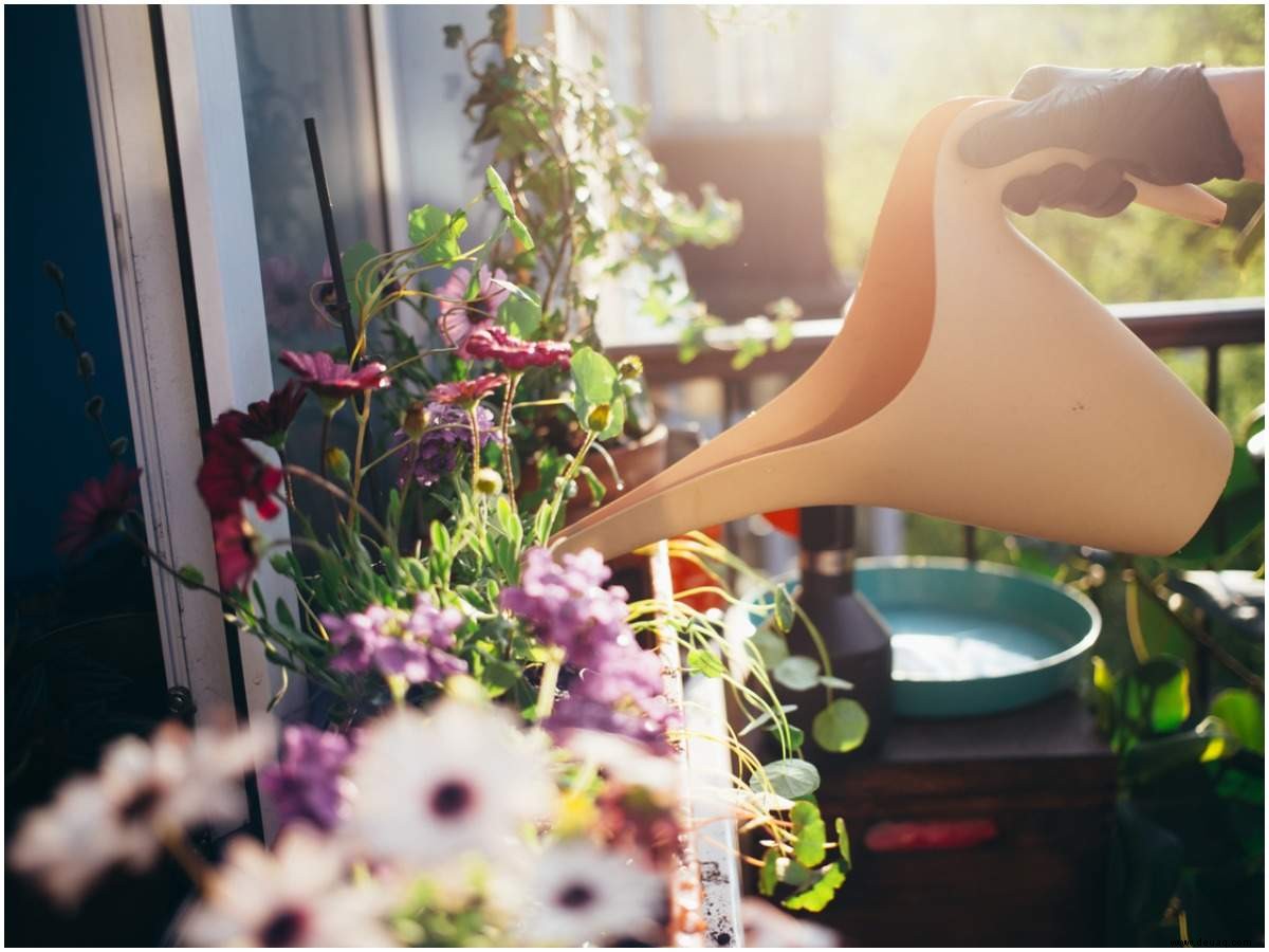 Mumbais Plantfluencer bauen Stress mit viel Grün ab 