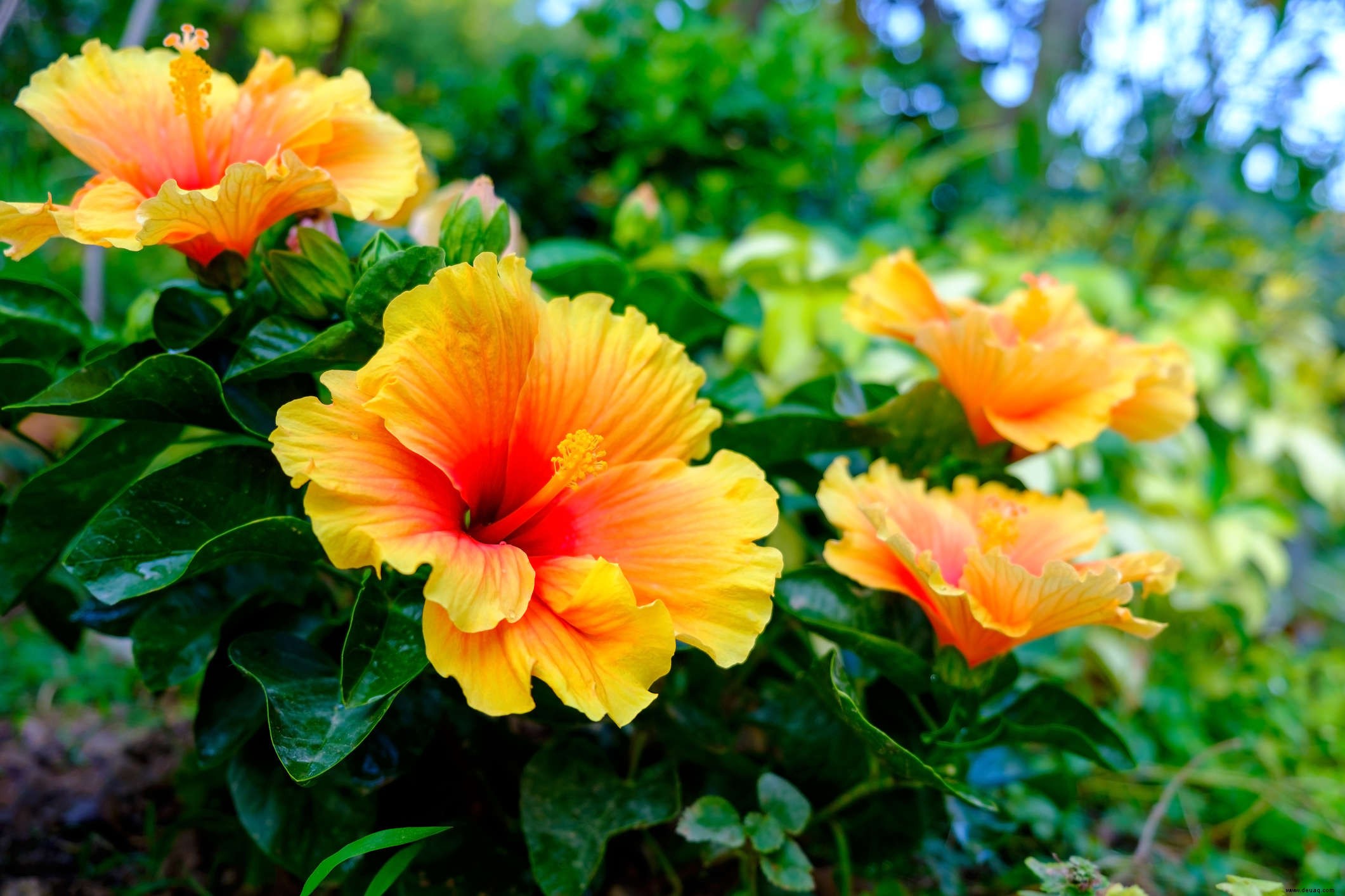 Verschönern Sie Ihren Hausgarten mit diesen wunderschönen Monsunblumen 