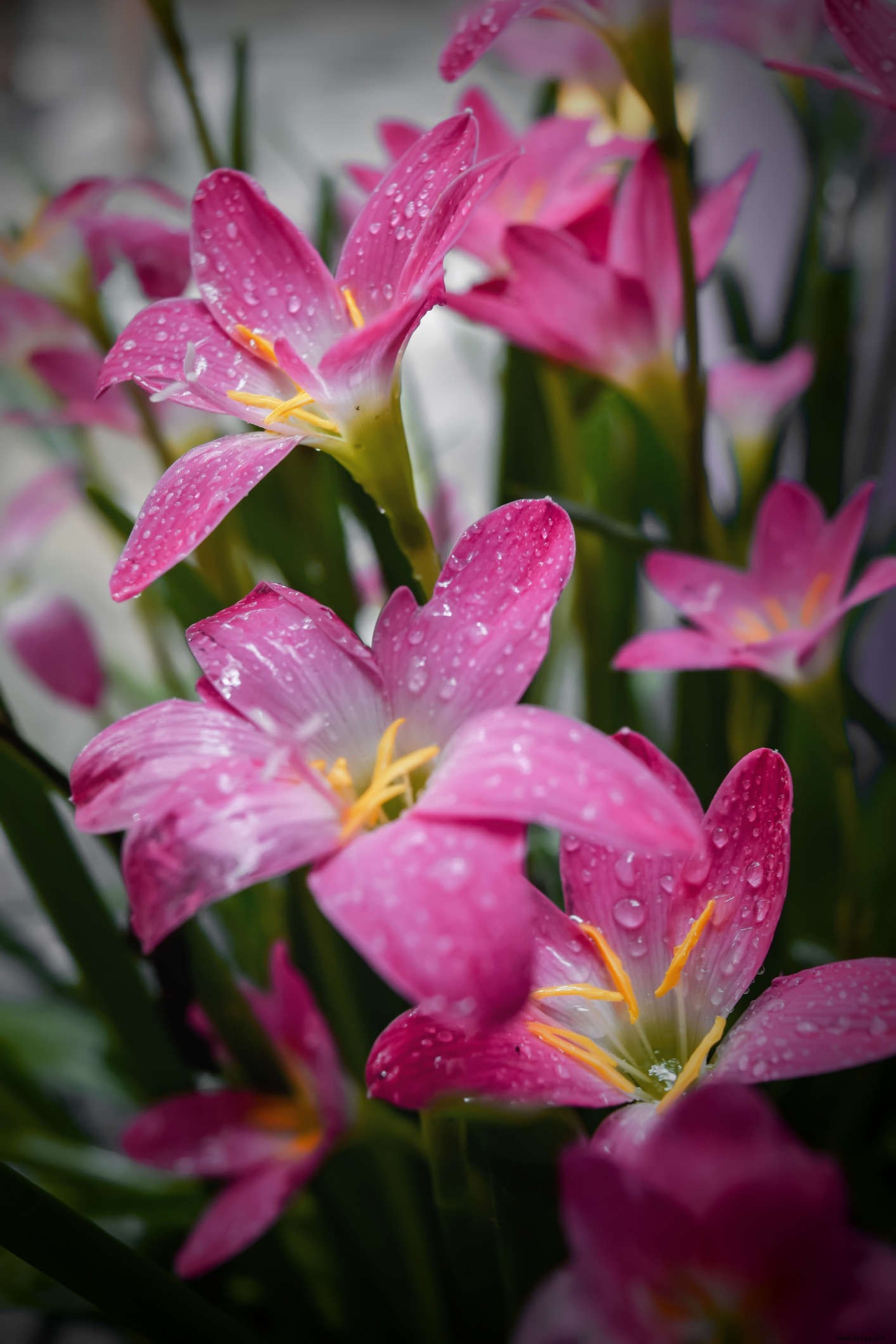 Verschönern Sie Ihren Hausgarten mit diesen wunderschönen Monsunblumen 