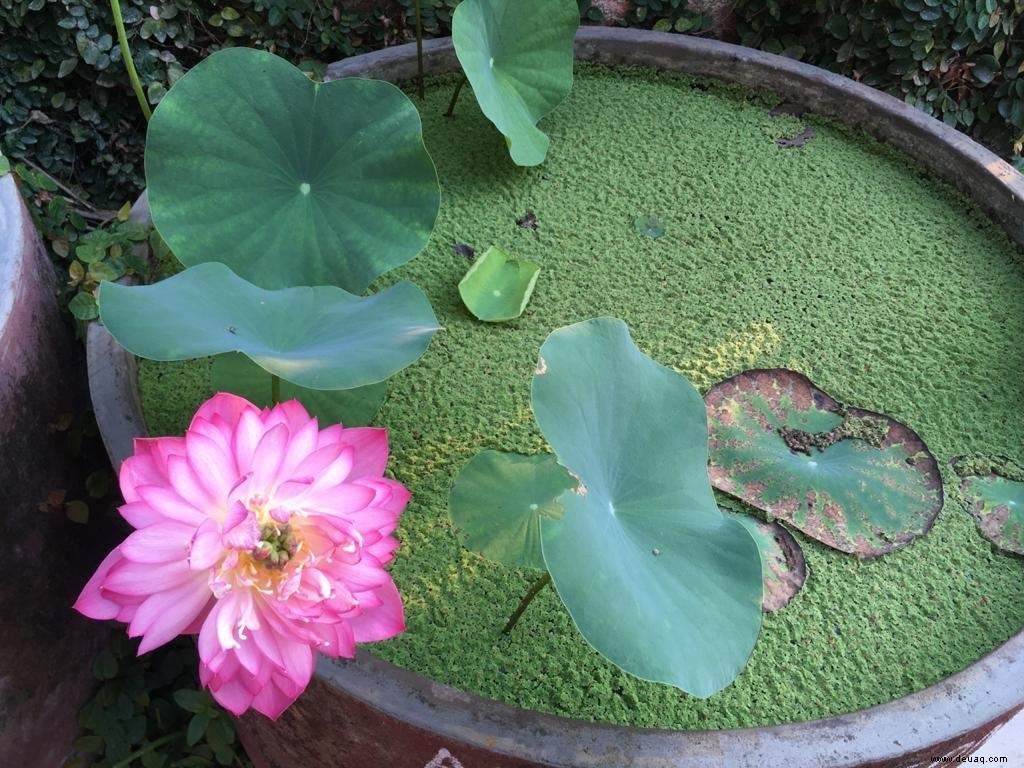 Verschönern Sie Ihren Hausgarten mit diesen wunderschönen Monsunblumen 