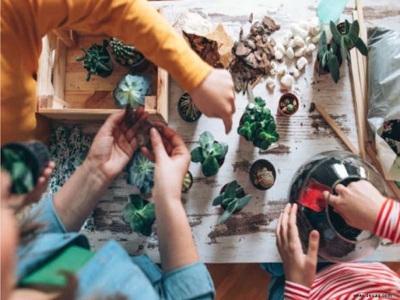 Stellen Sie diese pflegeleichten Pflanzen in Ihr Terrarium 