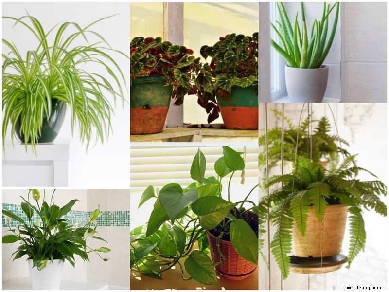 6 Zimmerpflanzen, die sich gut für Badezimmer eignen 