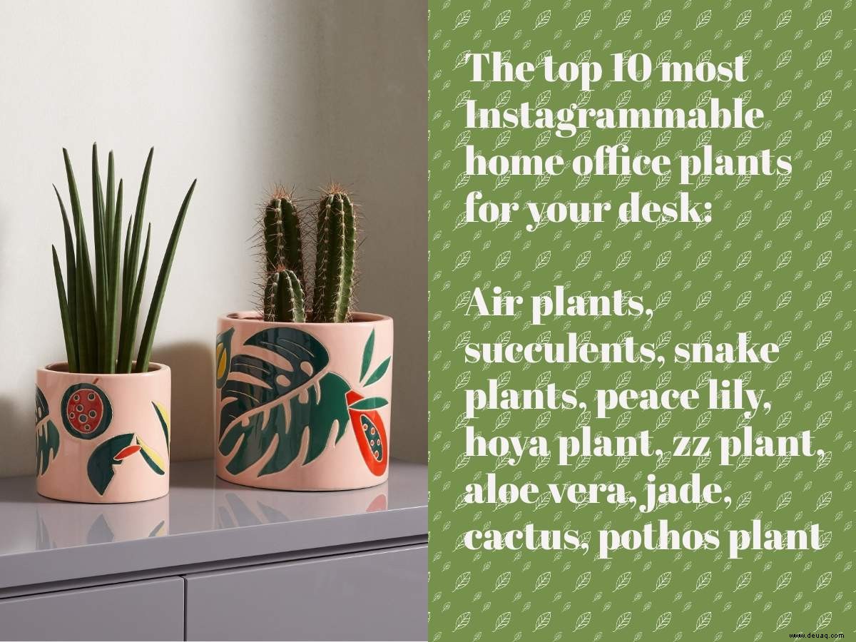 Luftpflanzen bis hin zu Jade, Kakteen, Friedenslilie:Hier sind die instagramtauglichsten WFH-Pflanzen 