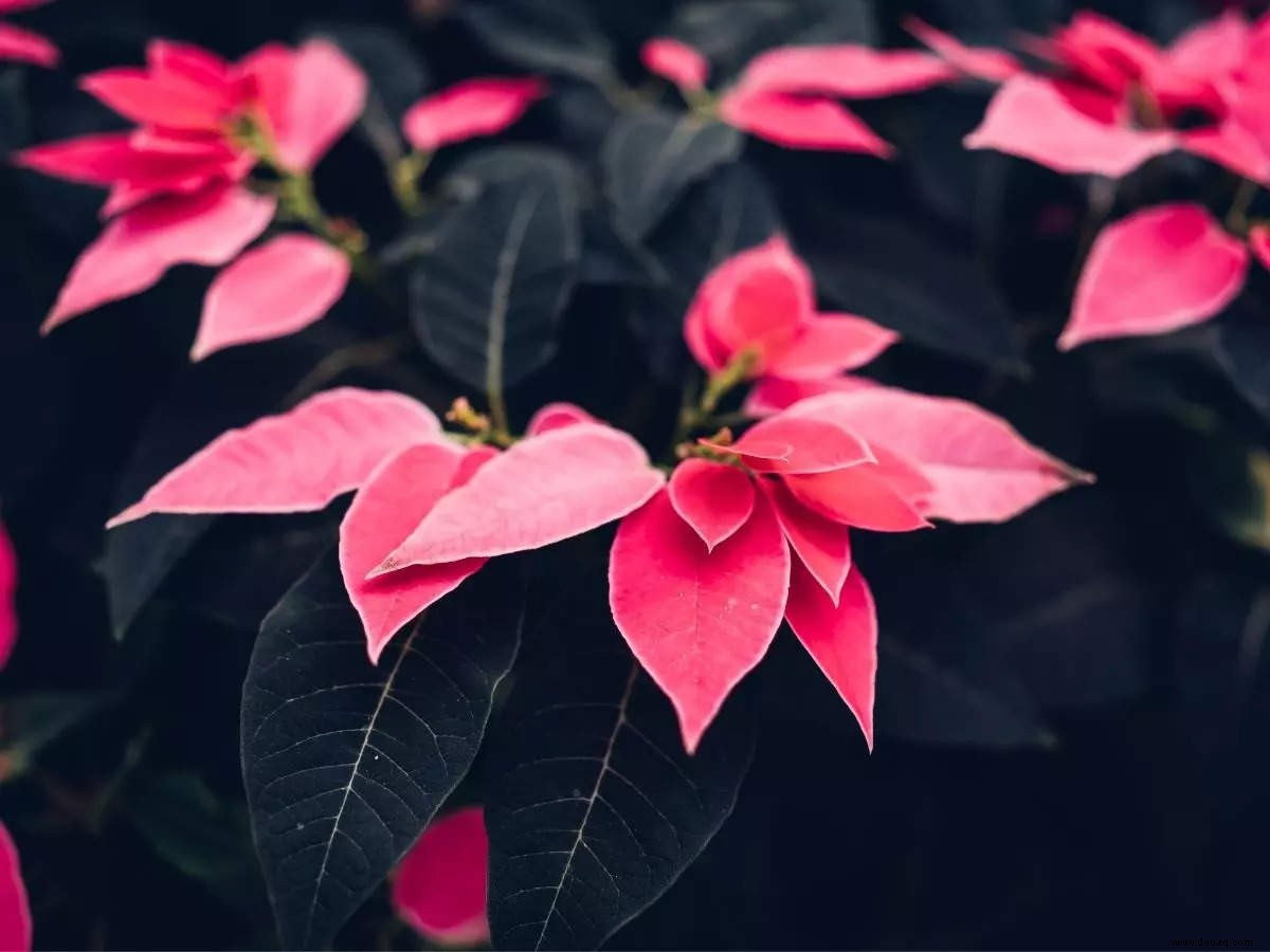 5 Blumen, die häufig als Weihnachtsdekoration verwendet werden 