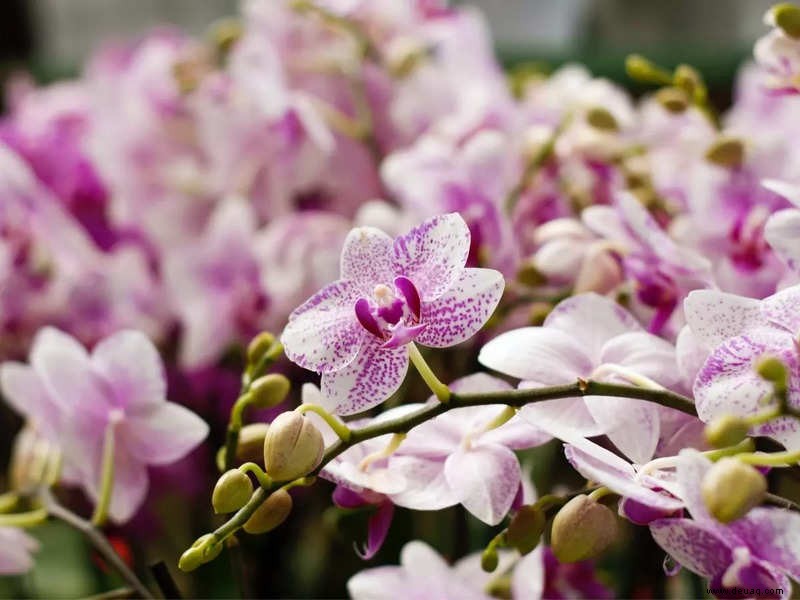 5 Blumen, die häufig als Weihnachtsdekoration verwendet werden 