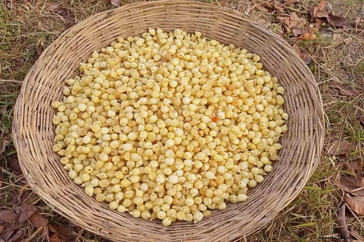 Sie müssen Chhattisgarh besuchen, um diese zu erleben 