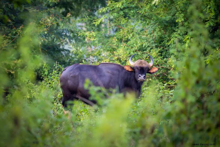 Sie müssen Chhattisgarh besuchen, um diese zu erleben 