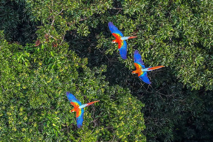 Erstaunliche Fakten über den Amazonas, von denen wir wetten, dass Sie sie noch nicht kannten! 