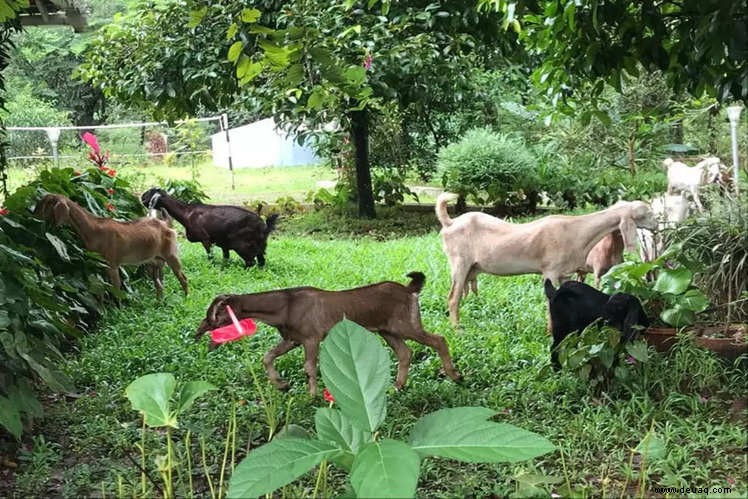 Agrotourismus in Indien:Schöne Farmstays, um zu Ihren Wurzeln zurückzukehren 