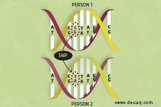 Wie genetische Varianten verwendet werden können, um Menschen zu vergleichen 