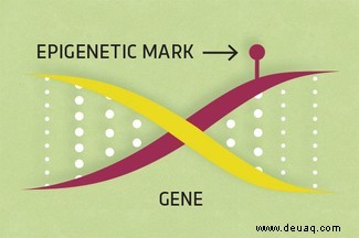 Wie genetische Varianten verwendet werden können, um Menschen zu vergleichen 