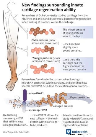 Das Nachwachsen von salamanderartigem Knorpel gibt Aufschluss darüber, warum Hüft- und Knieverletzungen länger brauchen, um zu heilen 