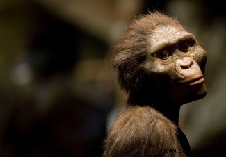 Menschenaffen wahrscheinlich klüger als frühe menschliche Australopithecus-Arten 