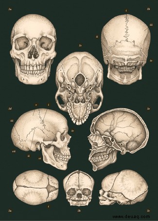 Reisen Sie mit diesen erstaunlichen Bildern aus dem neuen Buch Anatomicum unter die Haut 