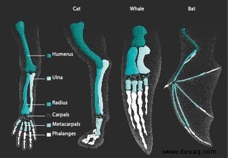 Sind menschliche und tierische Knochen gleich? 