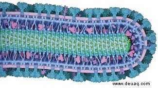 Viren:ihre außergewöhnliche Rolle bei der Gestaltung der menschlichen Evolution 