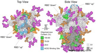 Coronavirus „ein Wolf im Schafspelz“, der sich seinen Weg in den menschlichen Körper bahnt 