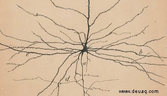 Gedächtnis und Gehirn:die Schlüsselentdeckung von Santiago Ramón y Cajal 