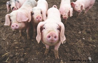 Oxford-Impfstoff:Versuch an Schweinen „stärkt die Immunantwort des Coronavirus“ 