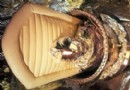Die Geschichte des Betrugs des Todes:Eine Zeitleiste der Kryonik 