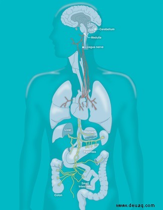 Vom Mikrobiom zur psychischen Gesundheit:Das zweite Gehirn im Darm 